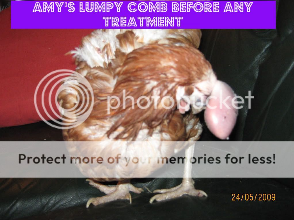 Very Swollen comb BackYard Chickens Learn How to Raise Chickens